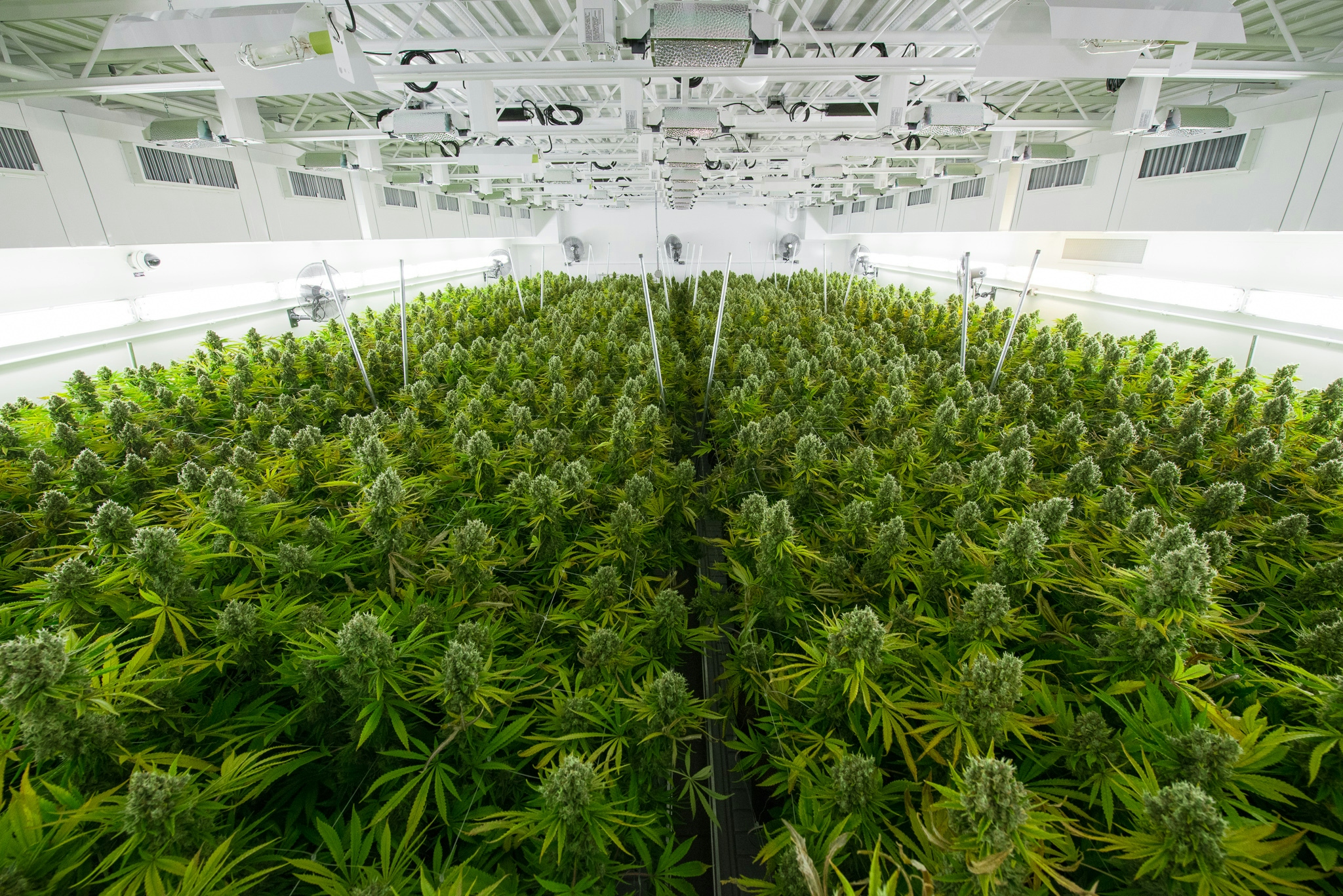 Tilray’s Steady Rise From Cannabis Pioneer To Industry Leader
