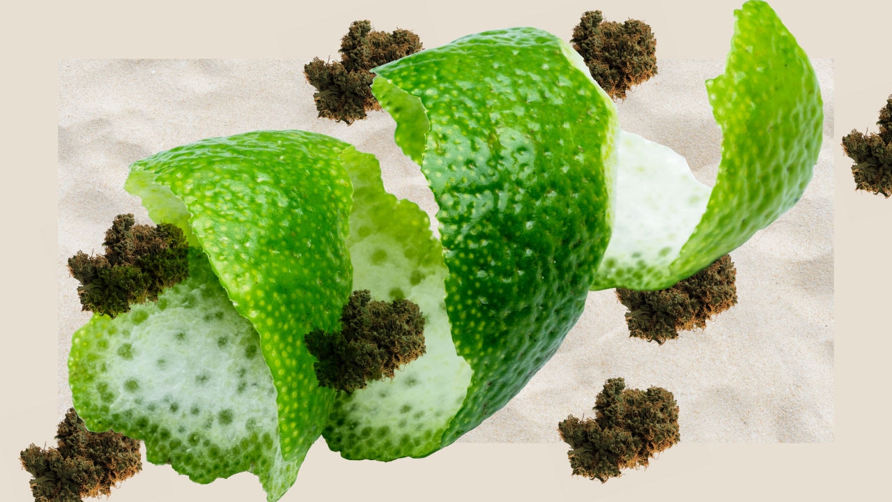 How To Re-Hydrate And Moisturize Dry Weed