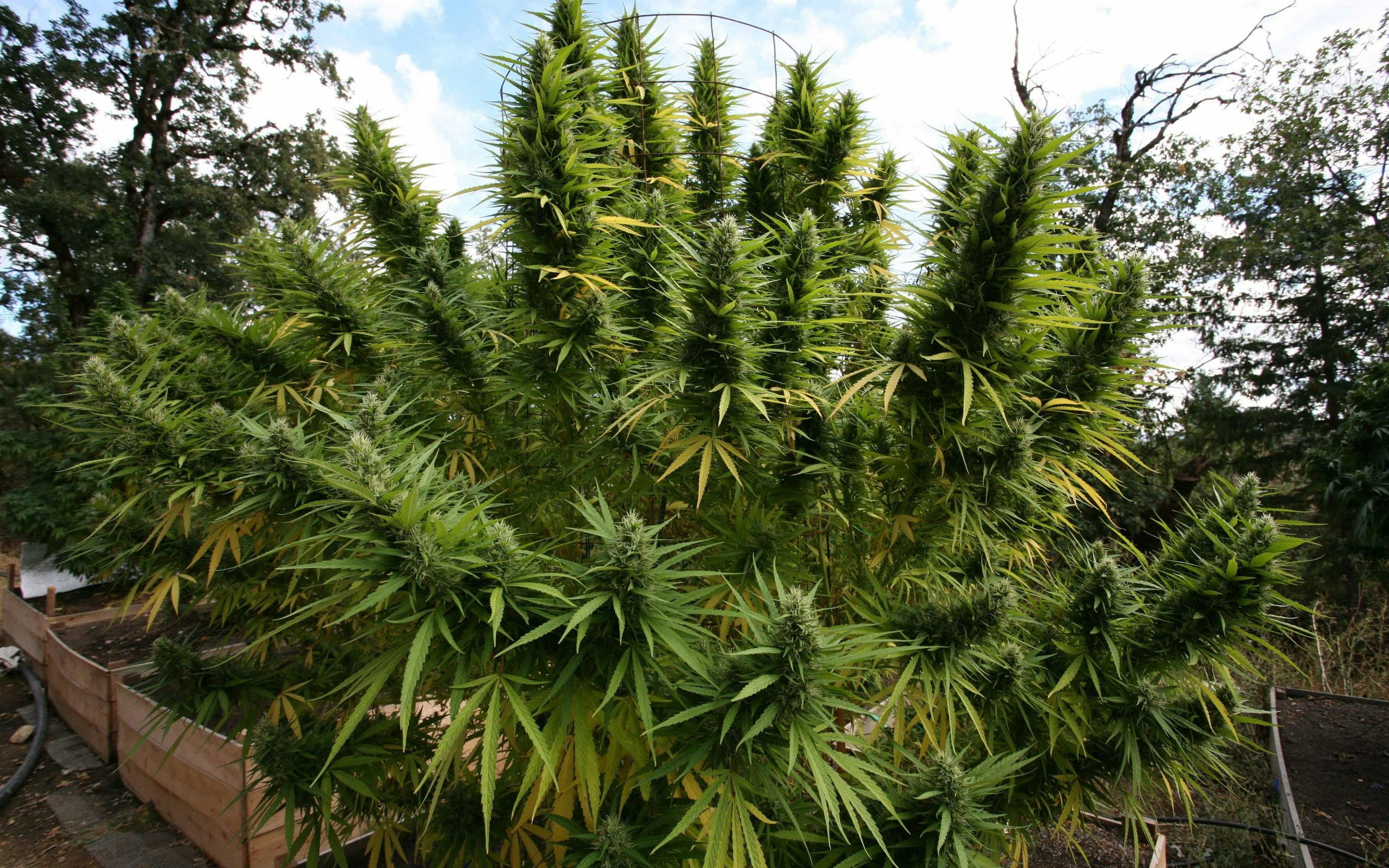 Precision Vs. Tradition: Hydroponic Vs. Soil Weed