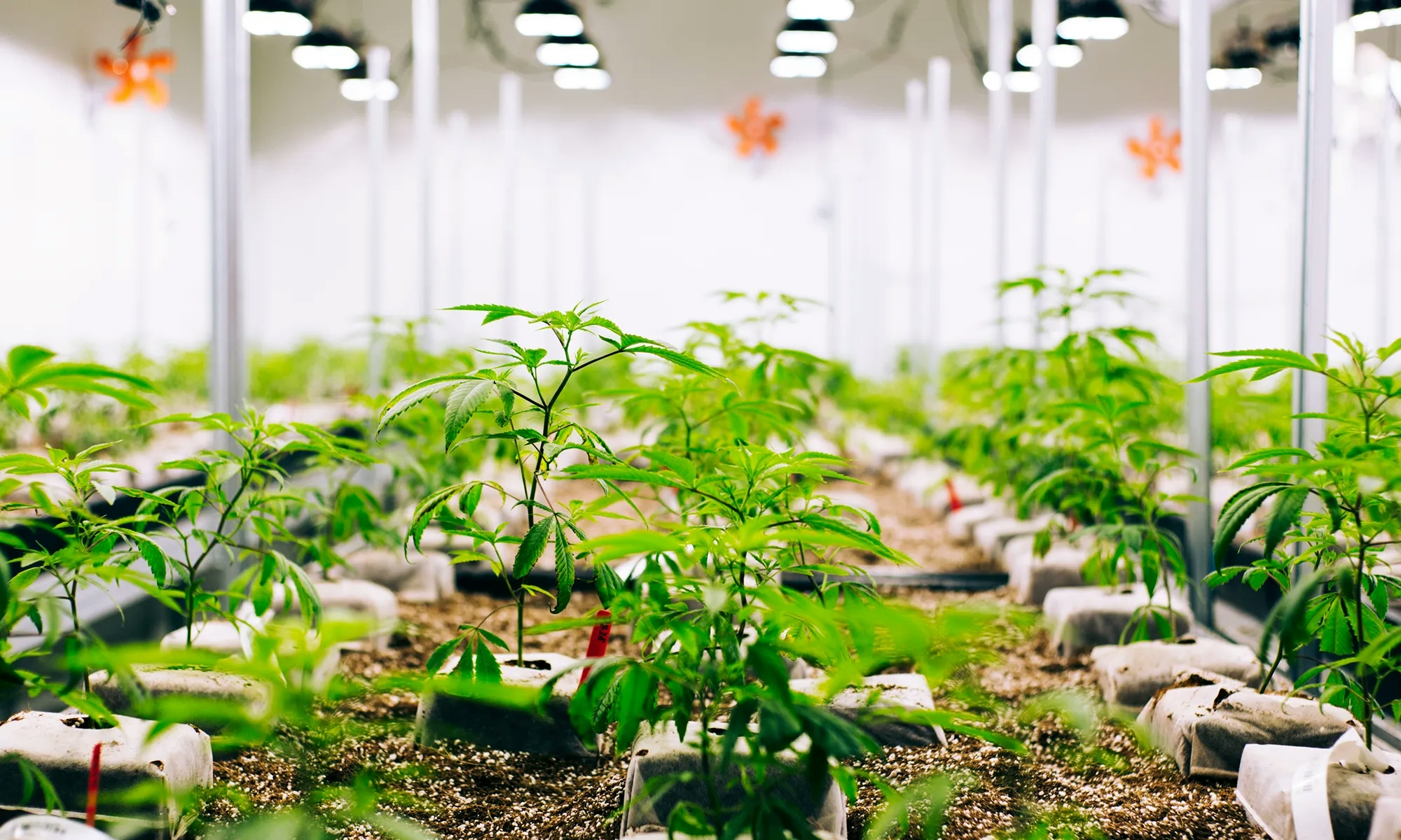 Ecowise Or Otherwise? Gauging Your Cannabis Footprint