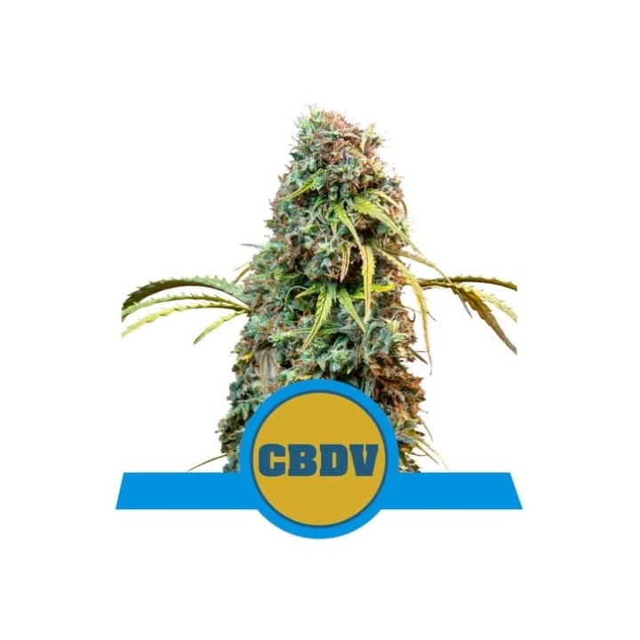 Royal CBDV Automatic