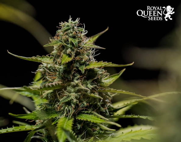 Royal Queen Seeds: How To Grow Weed Fast