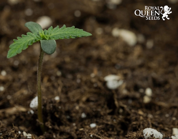 Royal Queen Seeds: How To Grow Weed Fast