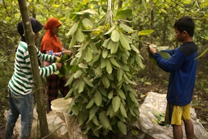 A Tale Of Two Herbs: Kratom Vs. Weed