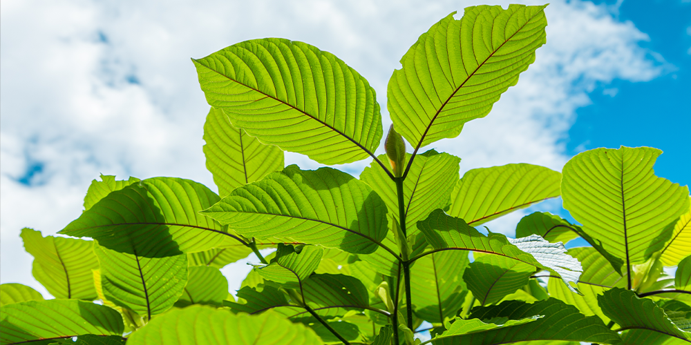 A Tale Of Two Herbs: Kratom Vs. Weed