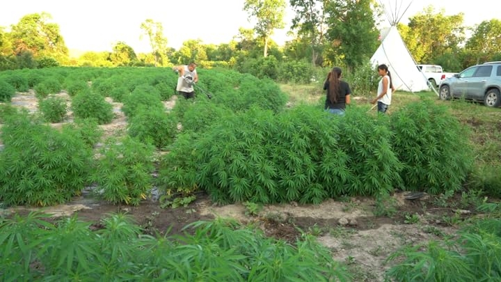 10 Must-See Movies About Growing Weed