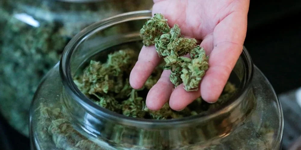 Does Weed Help With Nausea?