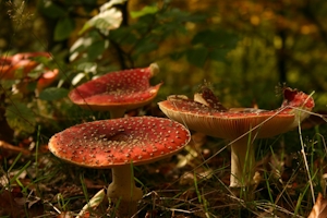 The Best Amanita Chocolate