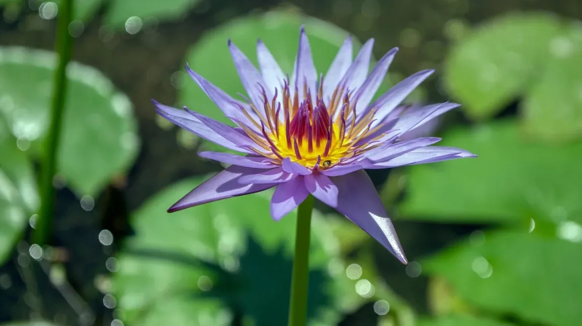 The Tranquil Benefits Of Blue Lotus: A Dive Into Nature’s Relaxing Elixir