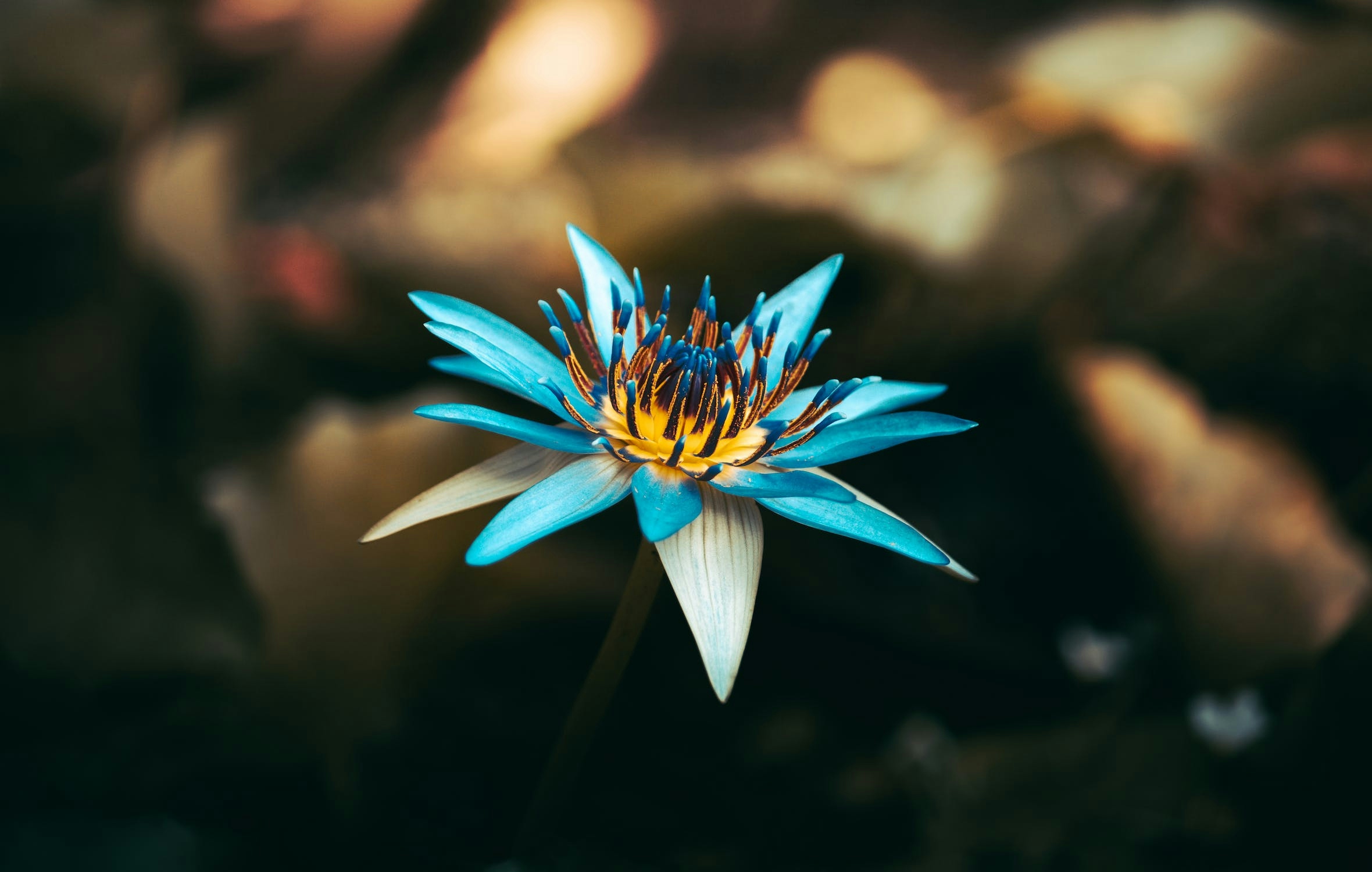 Blue Lily, Nymphaea caerulea - Happy Herb Company