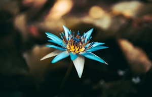 What Is Blue Lotus? Meet The Power Of This Mystic Flower