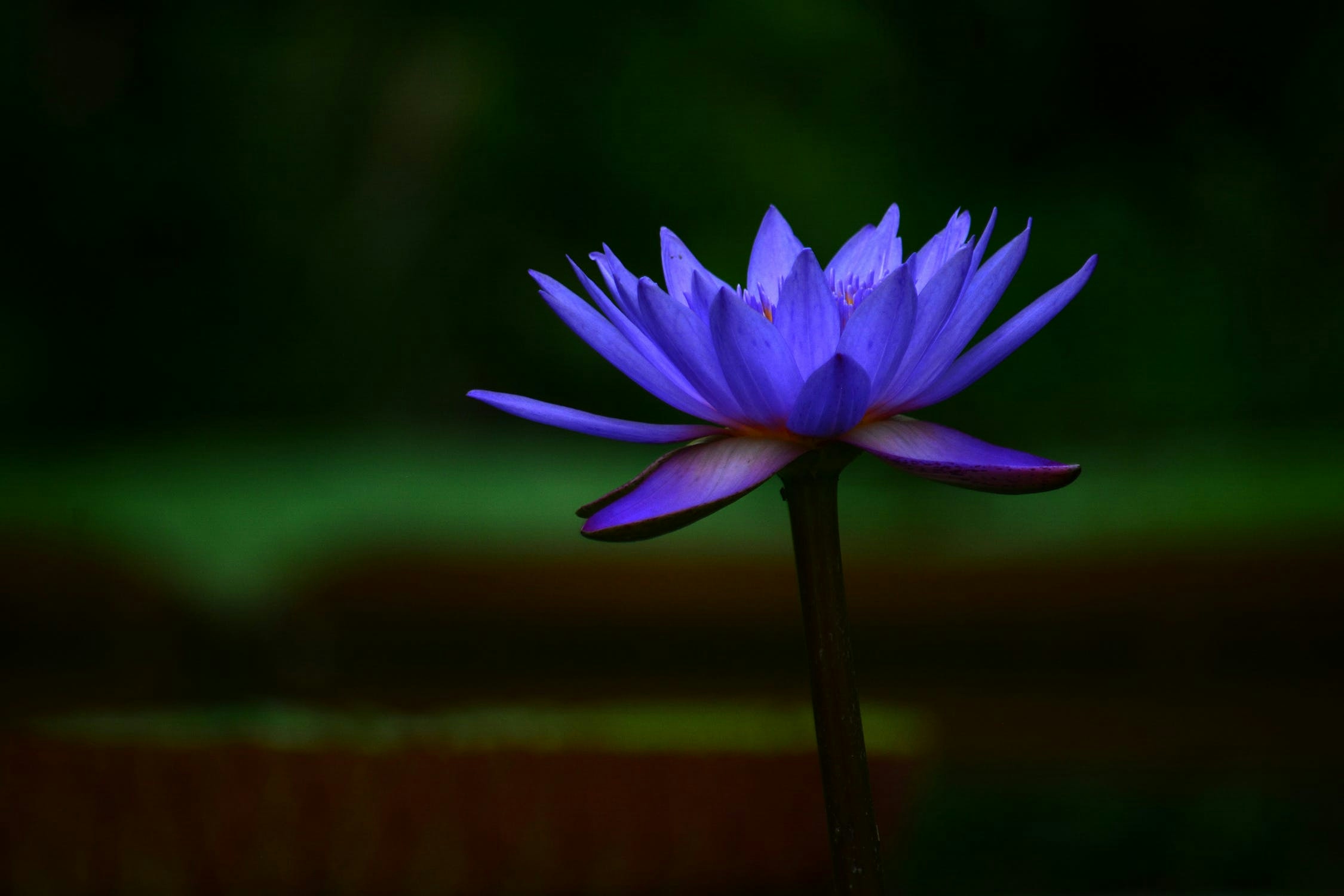 What Is Blue Lotus? Meet The Power Of This Mystic Flower