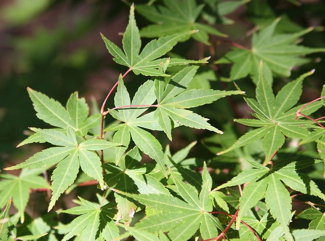 10 Surprising Plants That Look Like Weed