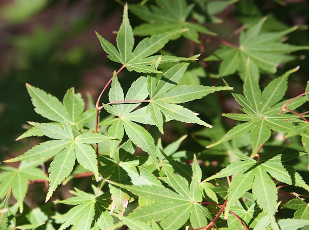 10 Surprising Plants That Look Like Weed