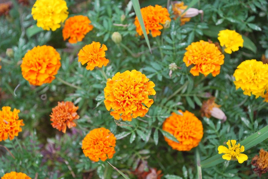 10 Surprising Plants That Look Like Weed