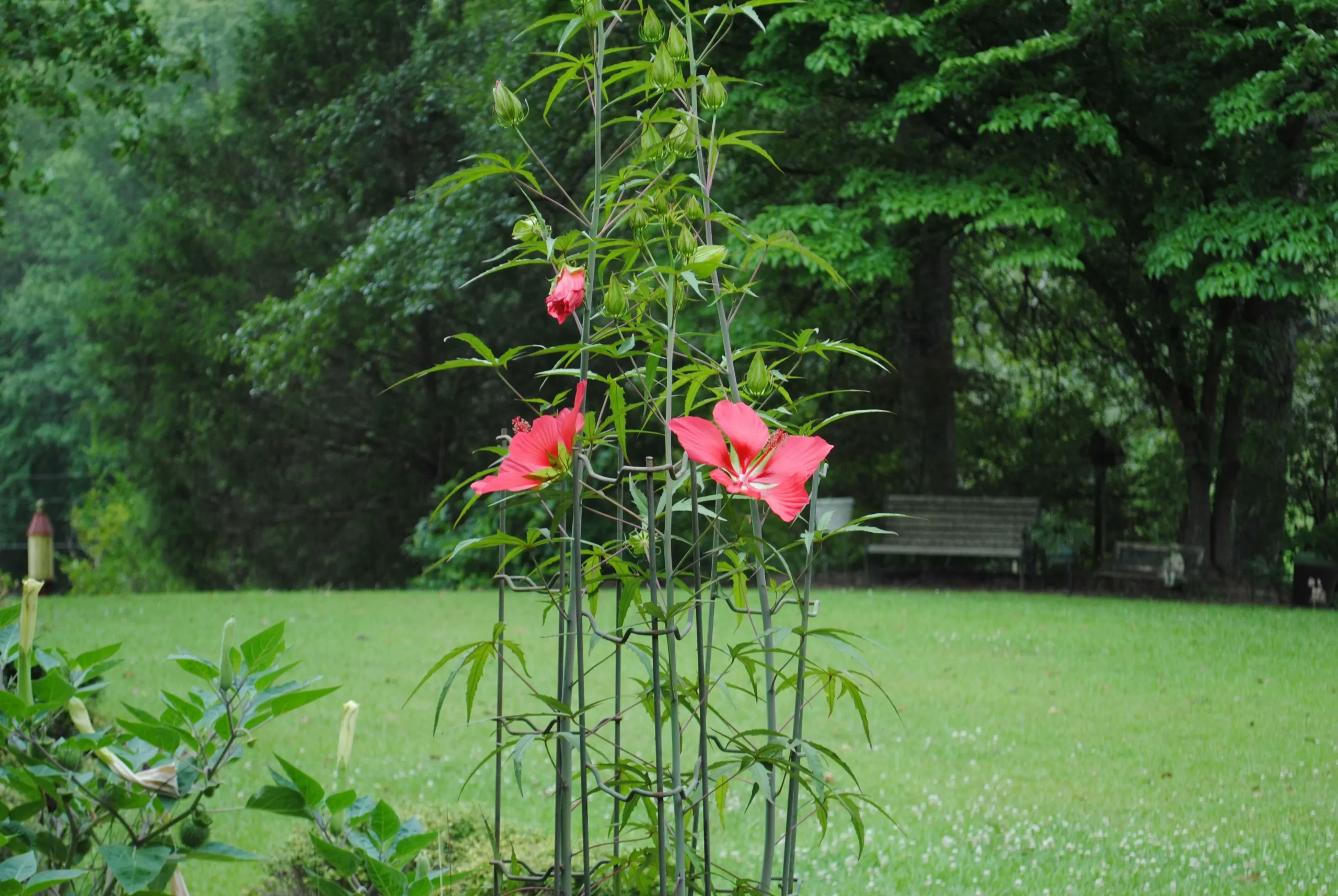 10 Surprising Plants That Look Like Weed