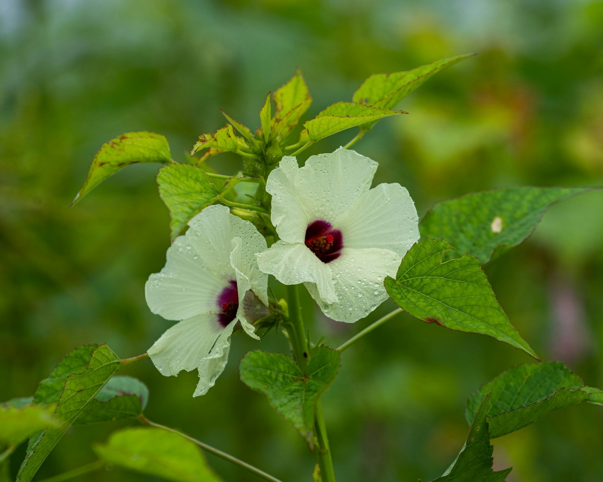 10 Surprising Plants That Look Like Weed