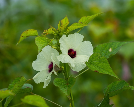 10 Surprising Plants That Look Like Weed