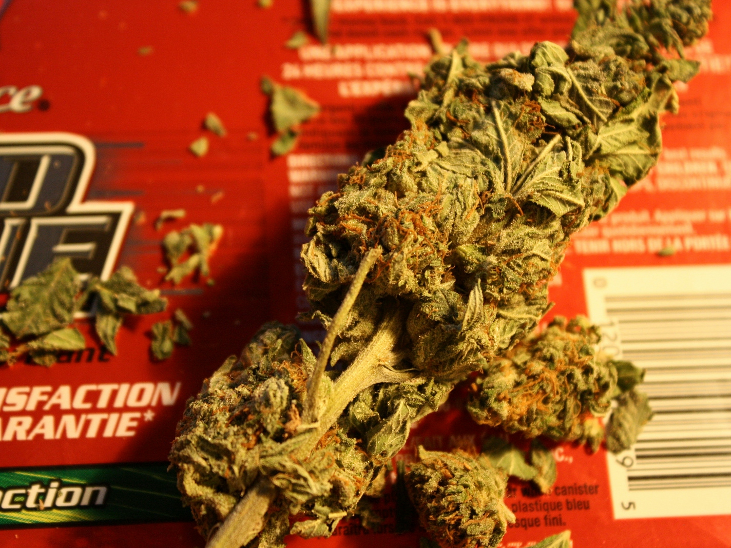 10 Must-See Movies About Growing Weed