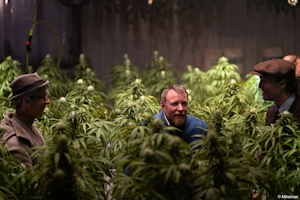 10 Must-See Movies About Growing Weed