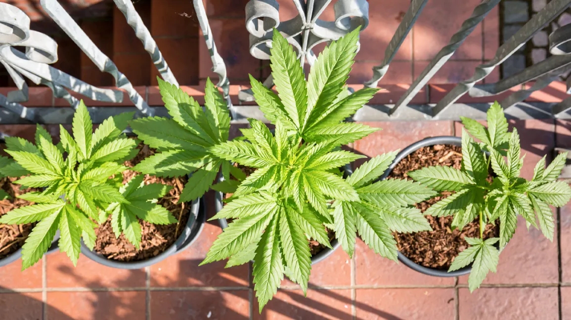 Hemp Vs Weed: Are They Different?