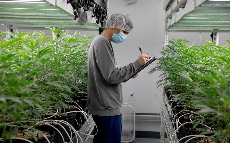 5 Cannabis Brands Breaking The Billion-Dollar Barrier