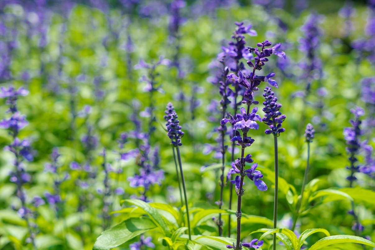 9 Forgotten Herbs With Psychoactive Properties