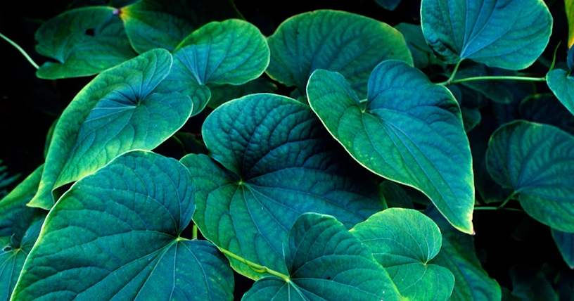 9 Forgotten Herbs With Psychoactive Properties