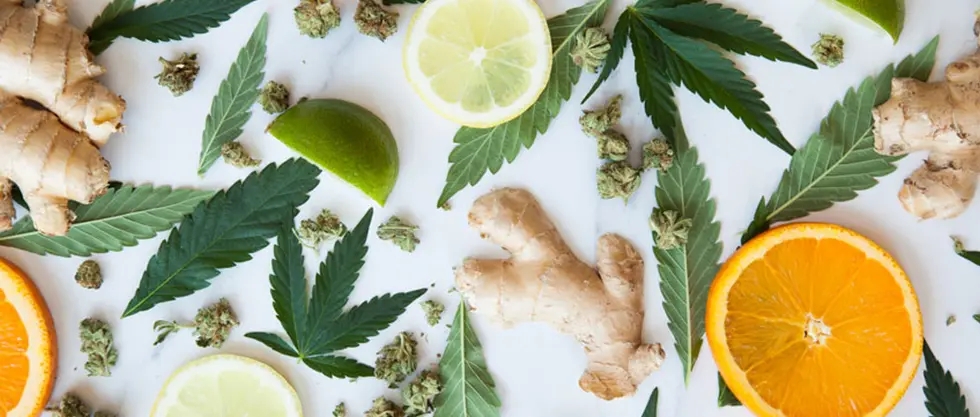 What Is Caryophyllene Terpene: Benefits, Effects & Flavor Properties