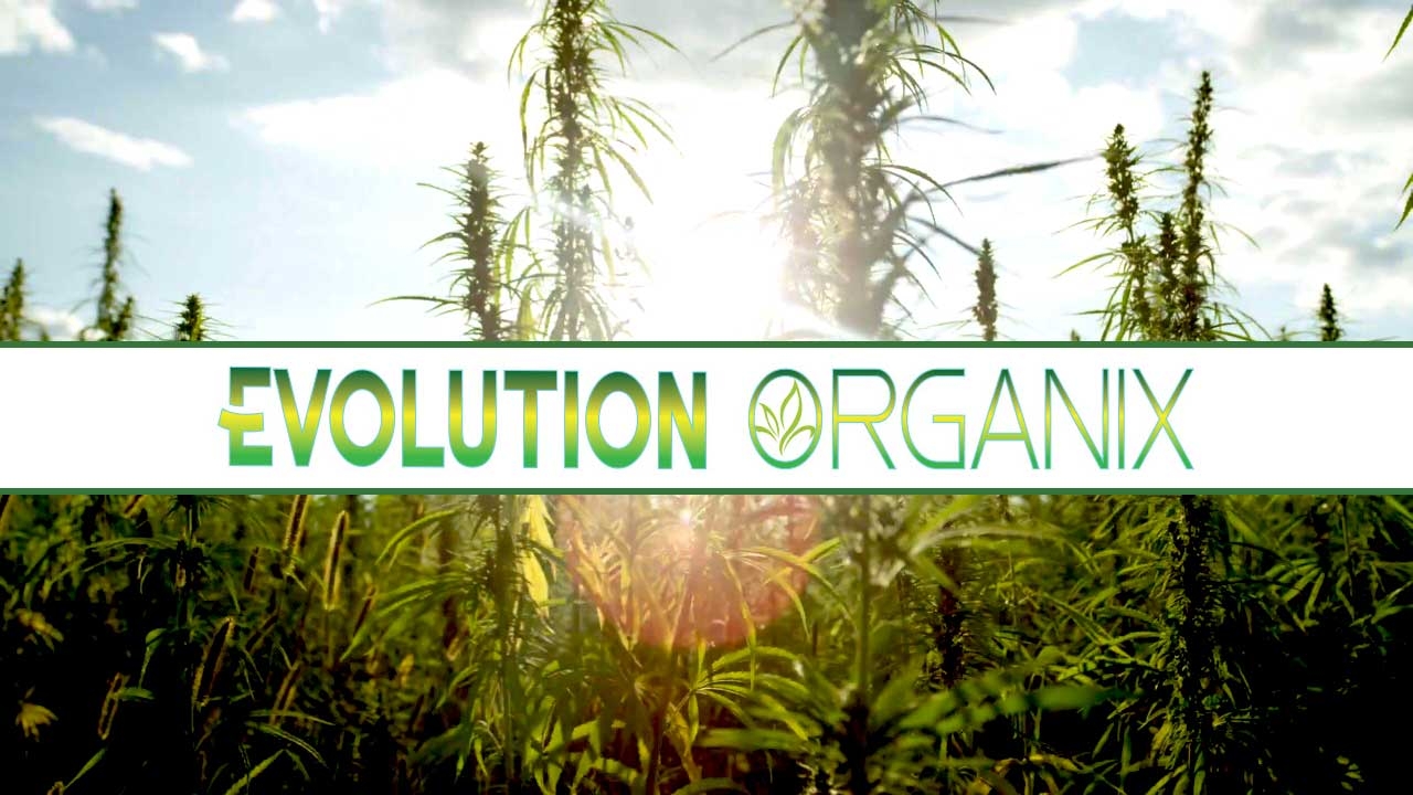 Best Dispensaries In Lexington, NC