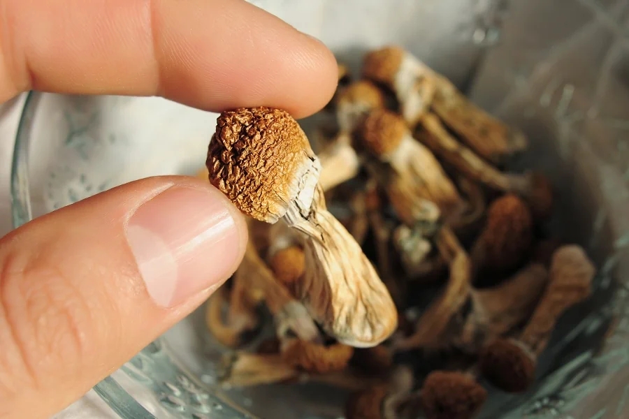 Navigating The Psychedelic Landscape Of Magic Mushrooms: A Guide To Dosing And Safety