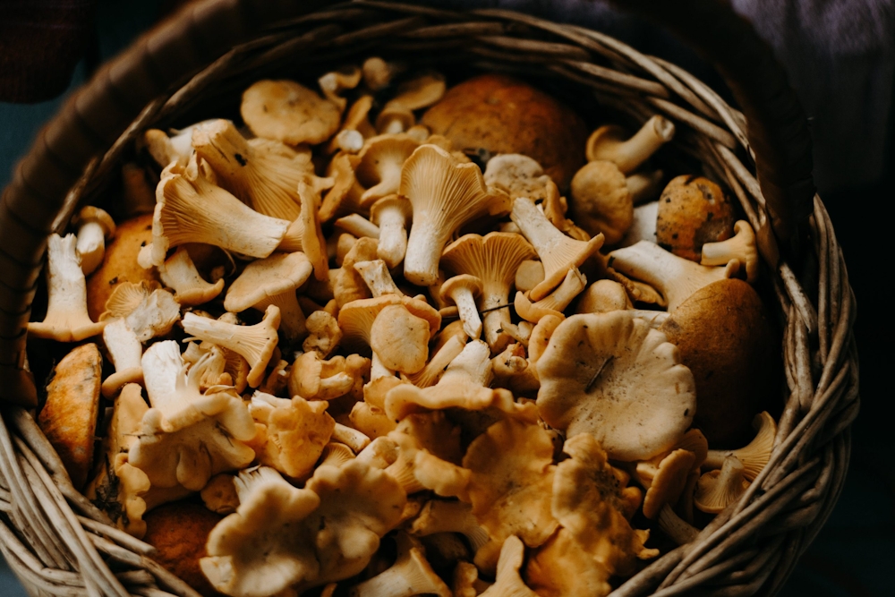 Best Mushroom Gummies for Microdosing (2026): Top Picks Explained