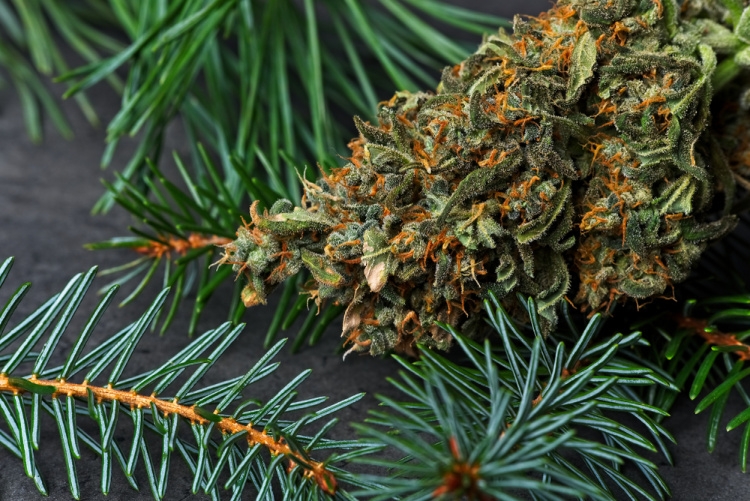 Pinene Terpene: Effects, Potential Benefits, And Best Uses