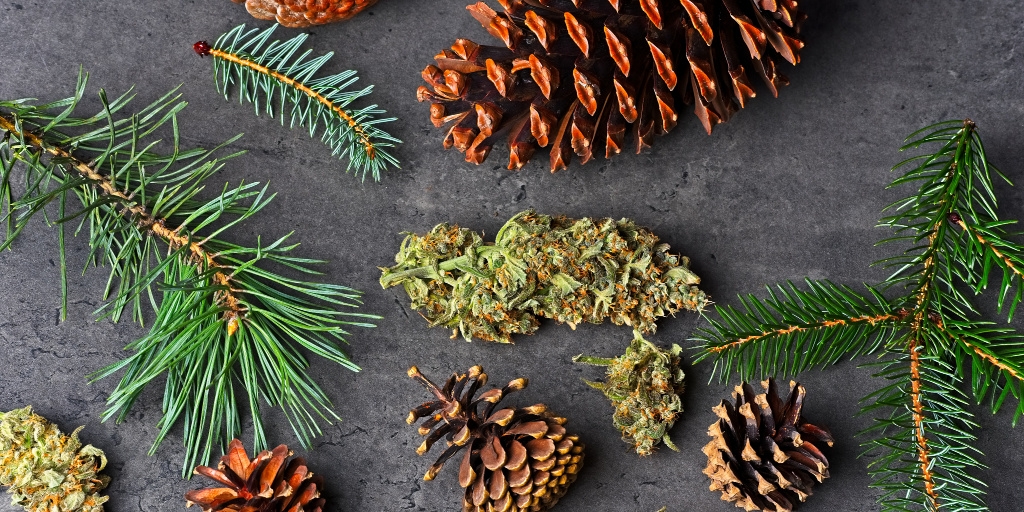 Pinene Terpene: Effects, Potential Benefits, And Best Uses