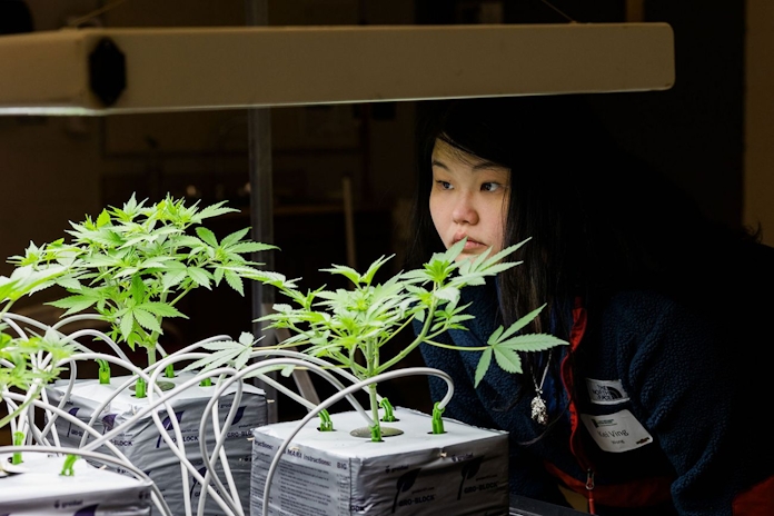 Top 5 Cannabis Colleges In Canada