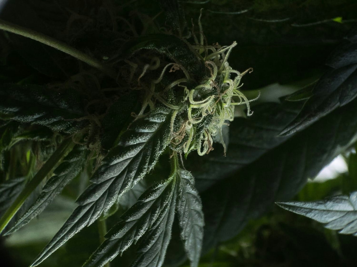 Is THCA Flower Sprayed?