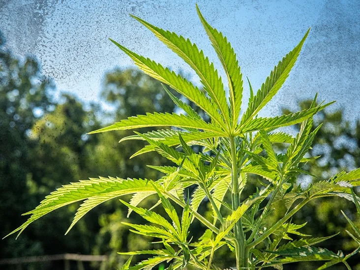 Hemp Vs Weed: Are They Different?