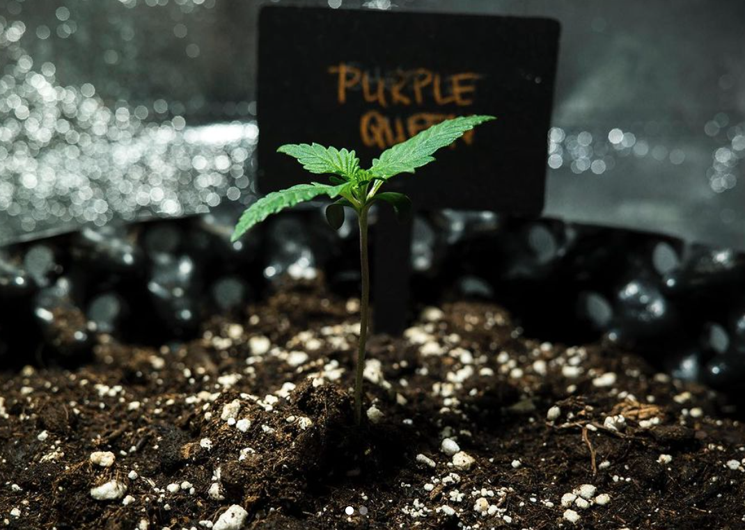 Royal Queen Seeds: Find The Best Cannabis Seeds Here