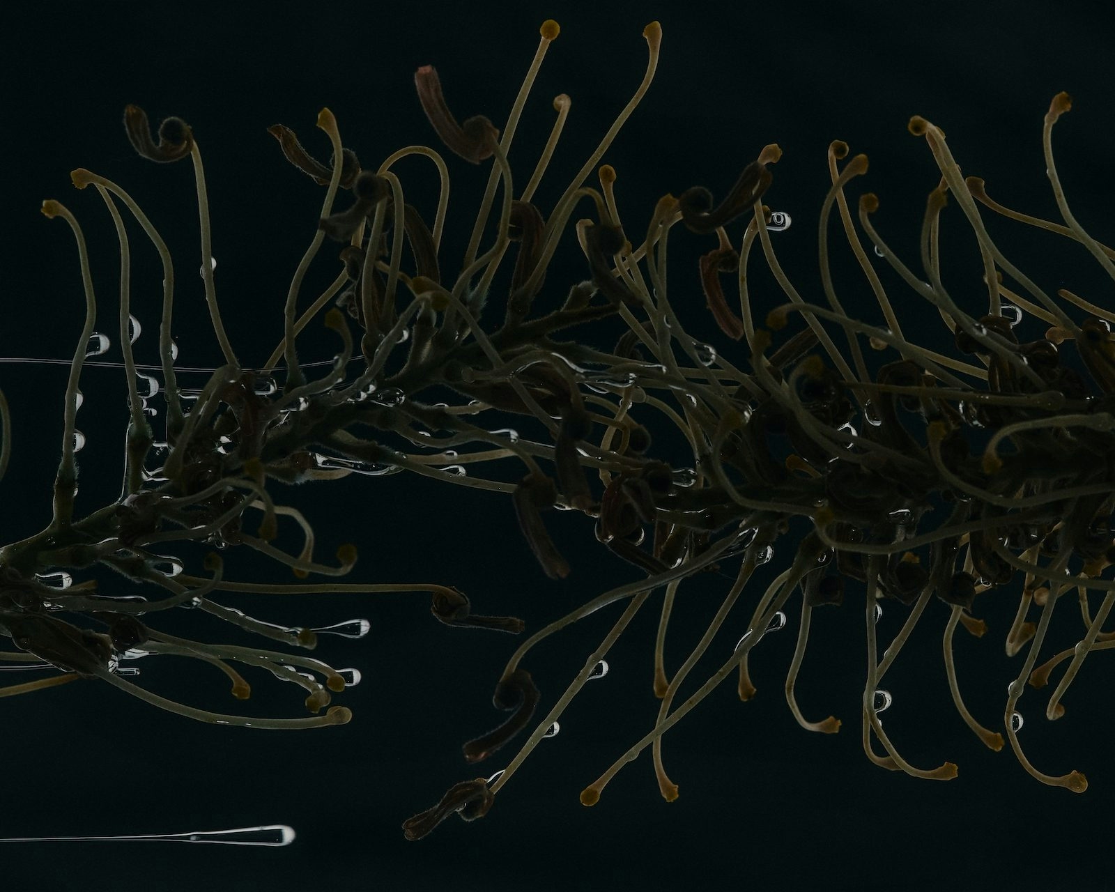 5 Bisabolol Terpene Effects You Will Love To Try