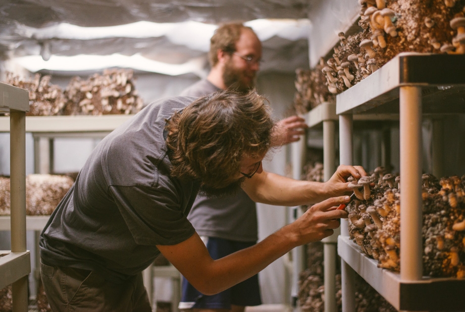 Scientists Discover A Major Difference Between Naturally Grown And Commercially Grown Magic Mushrooms