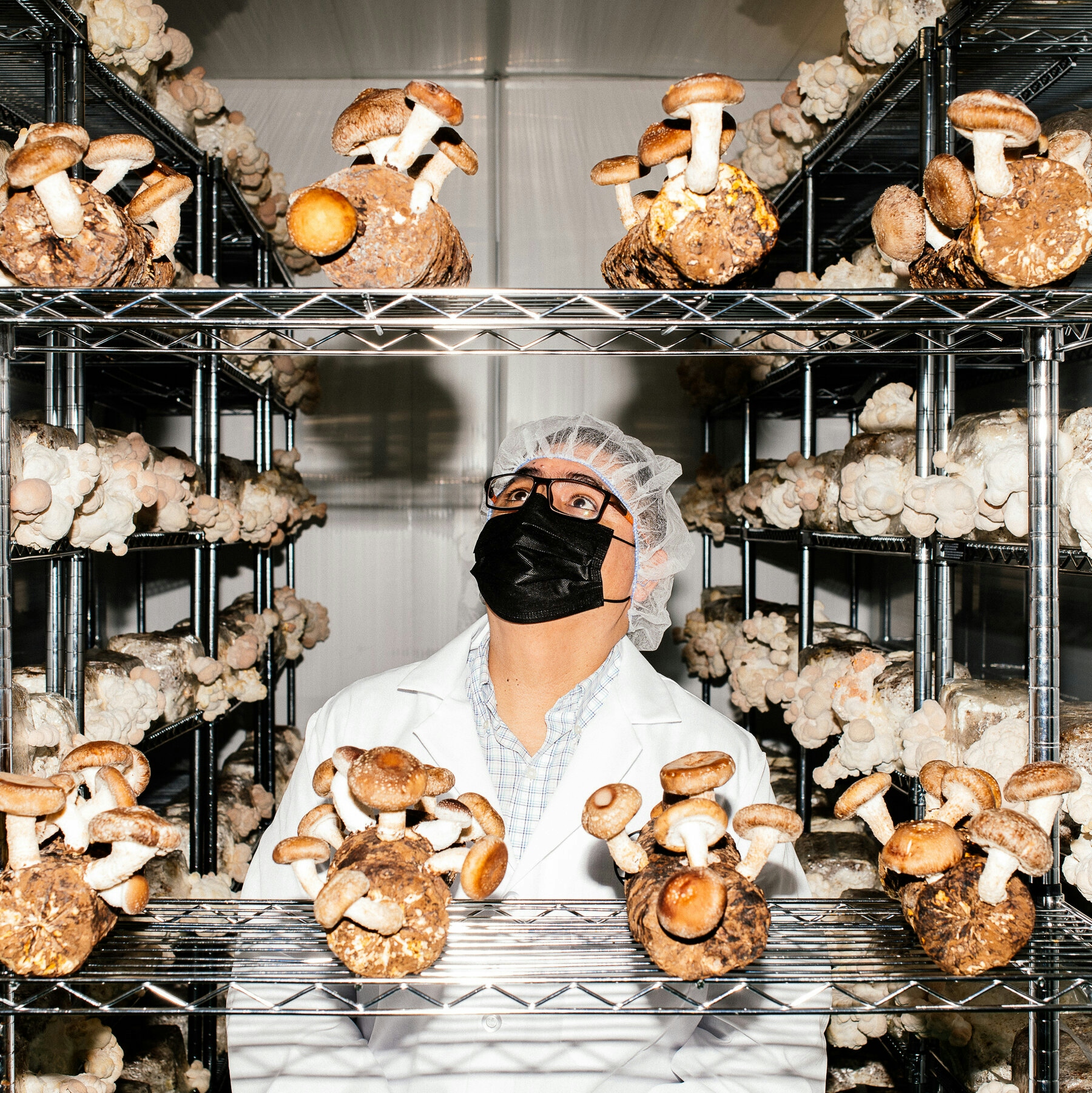 Scientists Discover A Major Difference Between Naturally Grown And Commercially Grown Magic Mushrooms