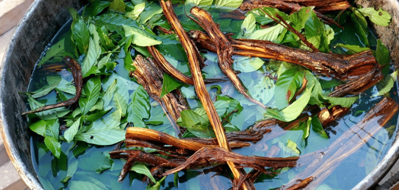 The Ultimate Guide To Choosing Your Ayahuasca Retreat