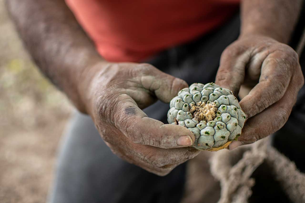 Peyote Guide: Effects, Uses, And Cultural Significance Of The Psychedelic Cactus