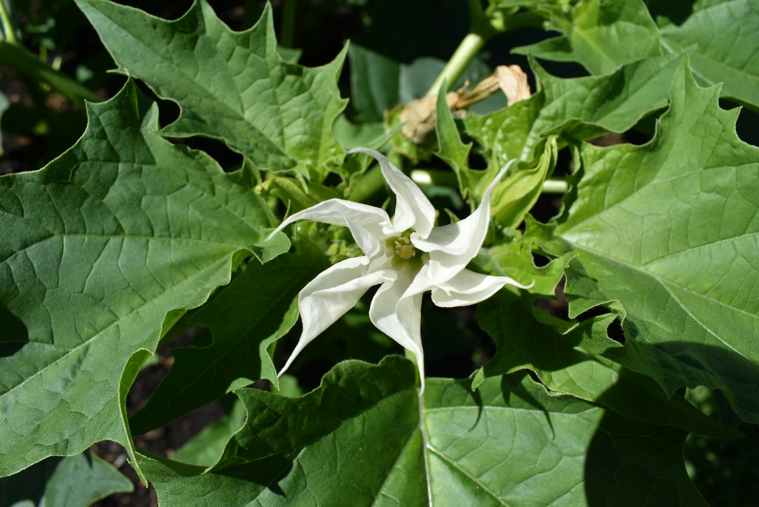 6 Psychedelics That Aren’t Worth The Trip