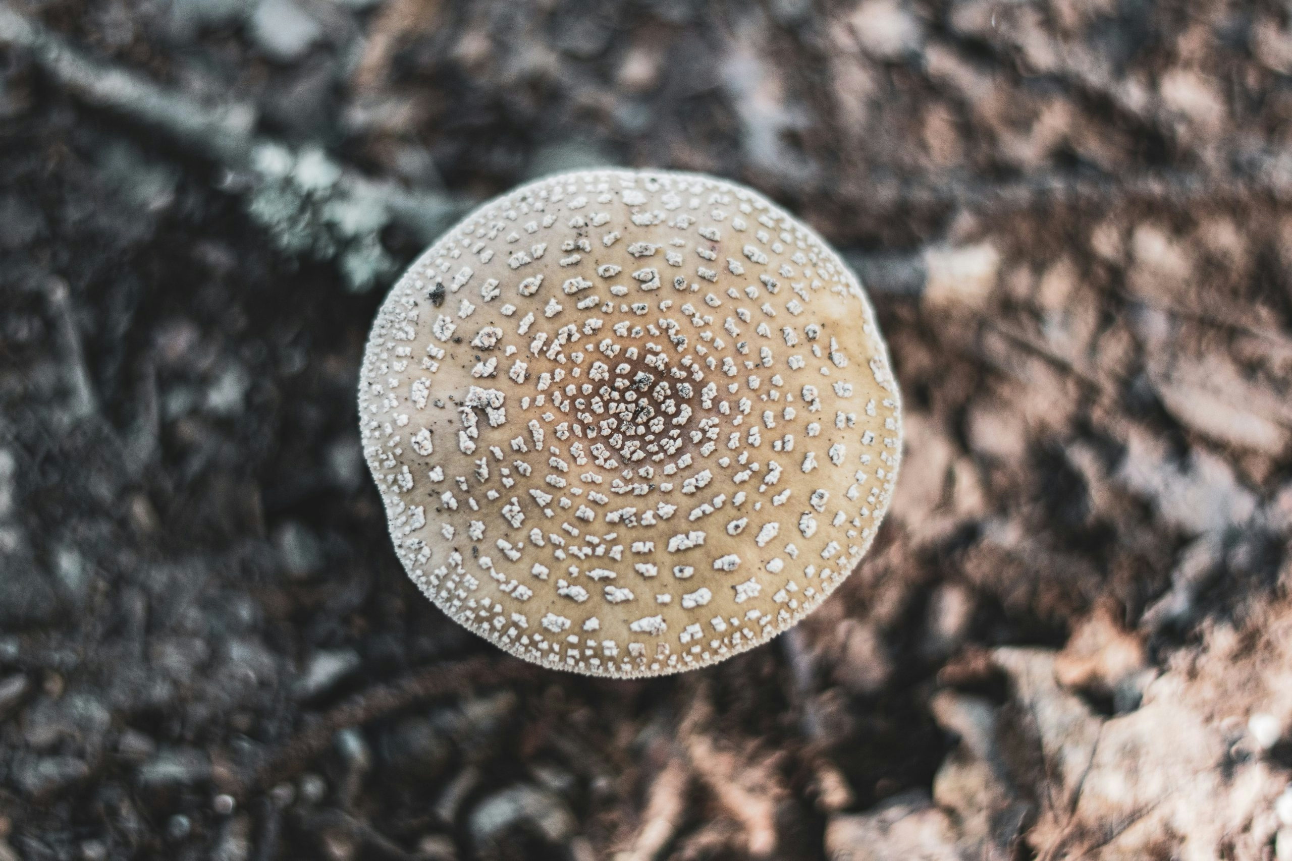 Are Amanita Mushroom Gummies Safe?