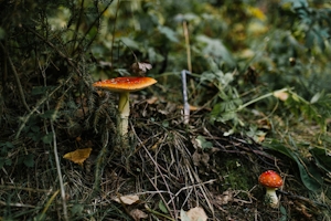 Are Amanita Mushroom Gummies Safe?