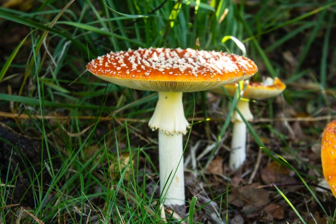 Are Amanita Mushroom Gummies Safe?