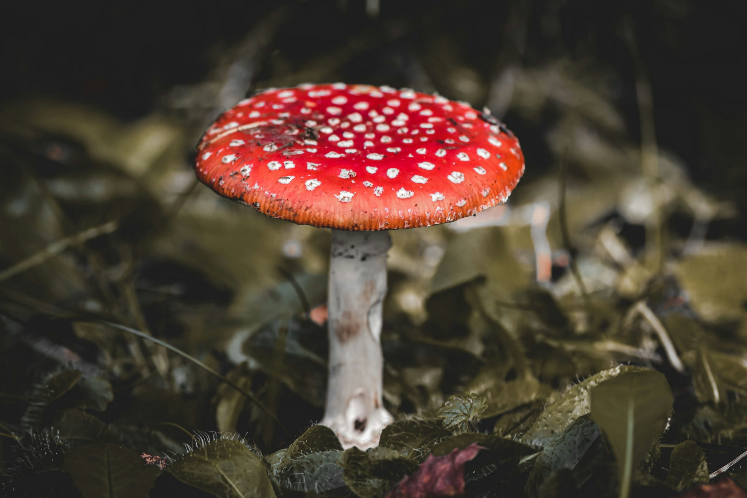 Amanita Gummies: Where Is It Legal?