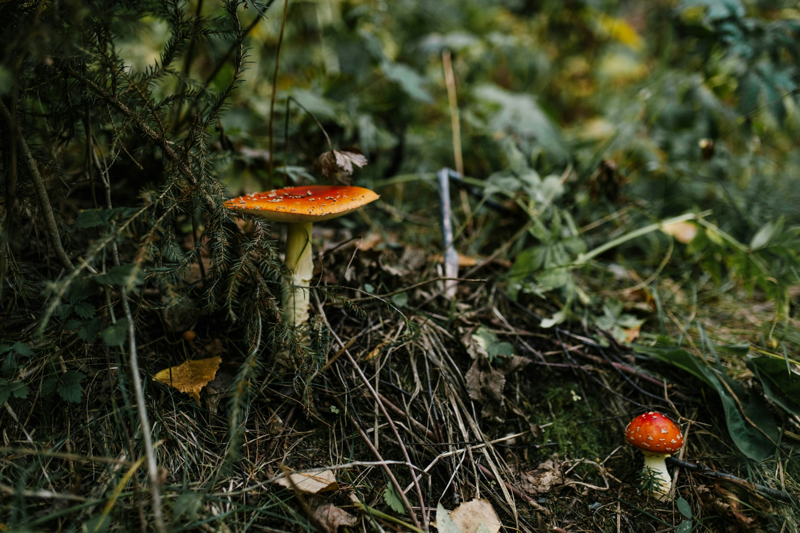 Amanita Gummies: Will It Fail A Drug Test?