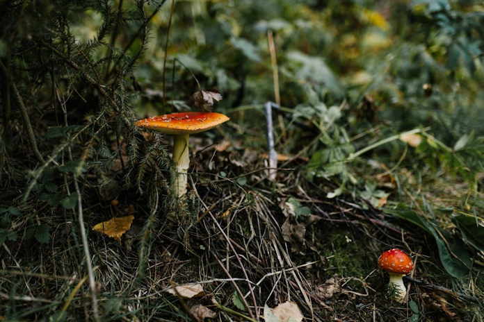 Amanita Gummies: Will You Fail A Drug Test?